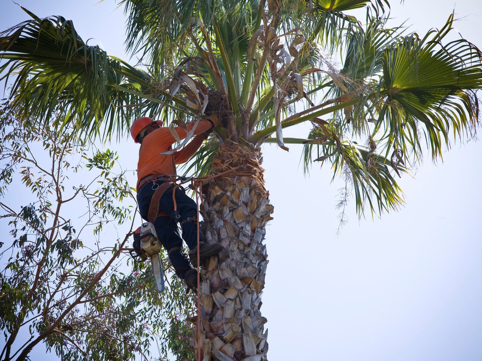 An arborist wearing safety gear climbs a tall palm tree using ropes and a harness, trimming fronds with a chainsaw during professional tree maintenance under clear daylight conditions.