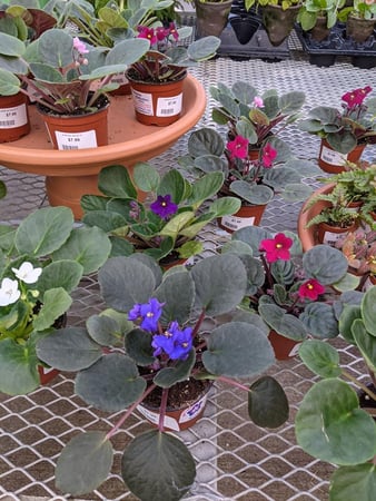 Images Grant Line Garden Center & Nursery
