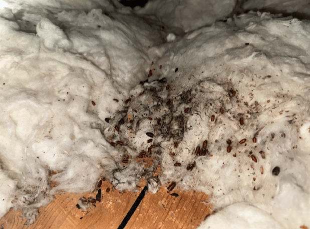 Images Green Rodent Restoration