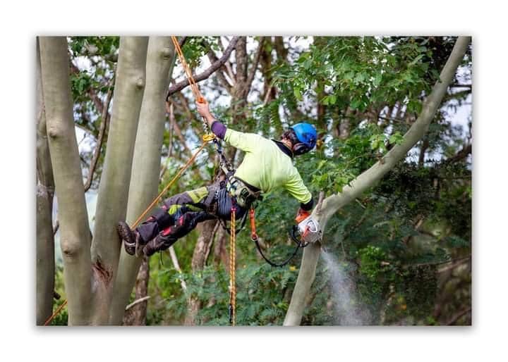 Images Micks Tree Worx