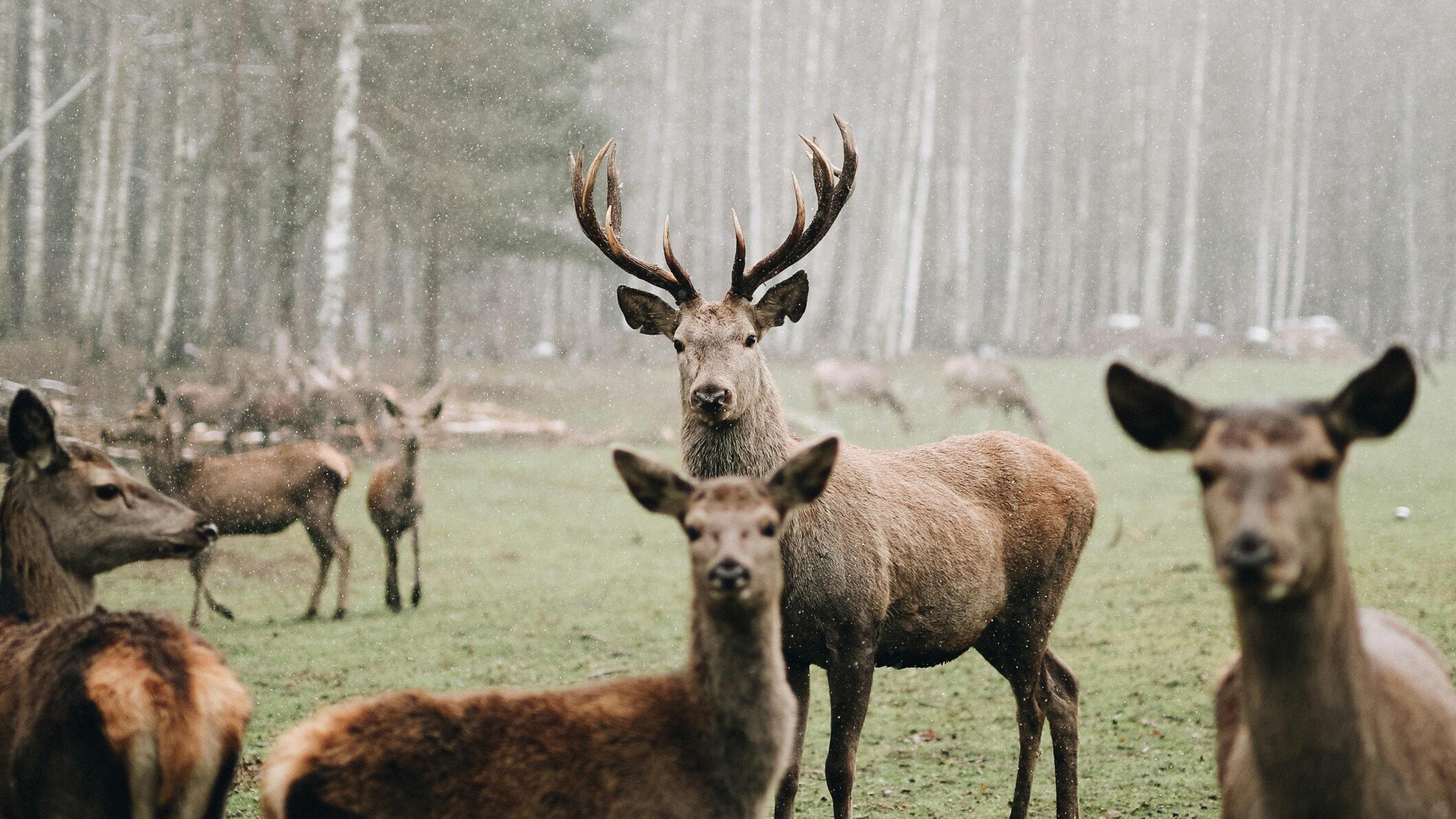 Images North Norfolk Deer Management