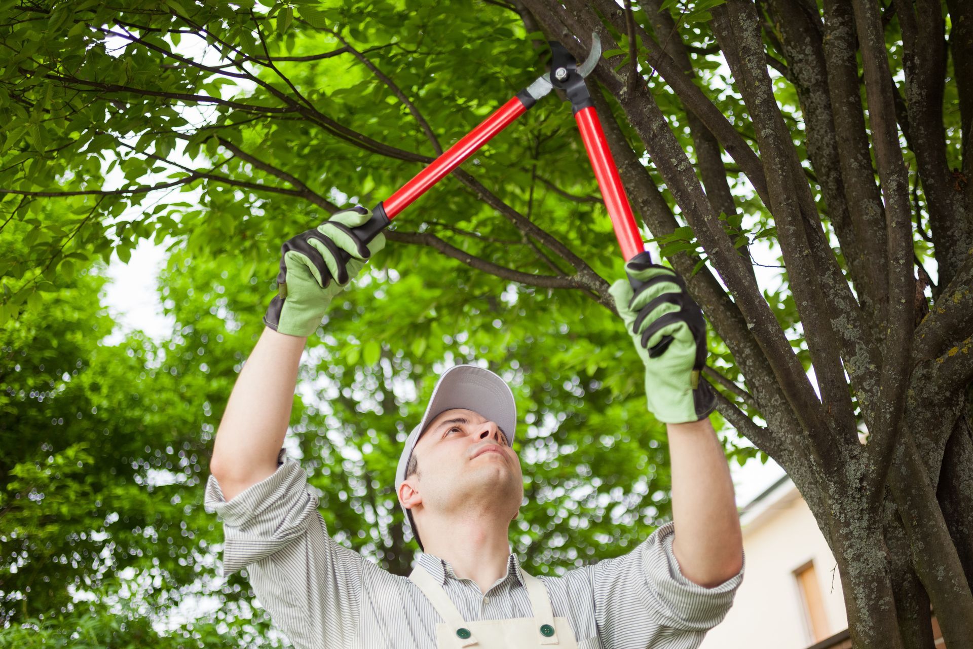 JC Tree Care Image