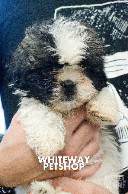 Images Whiteway Pet Shop