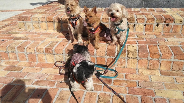 Images Auggie's Pet Supplies & Spa