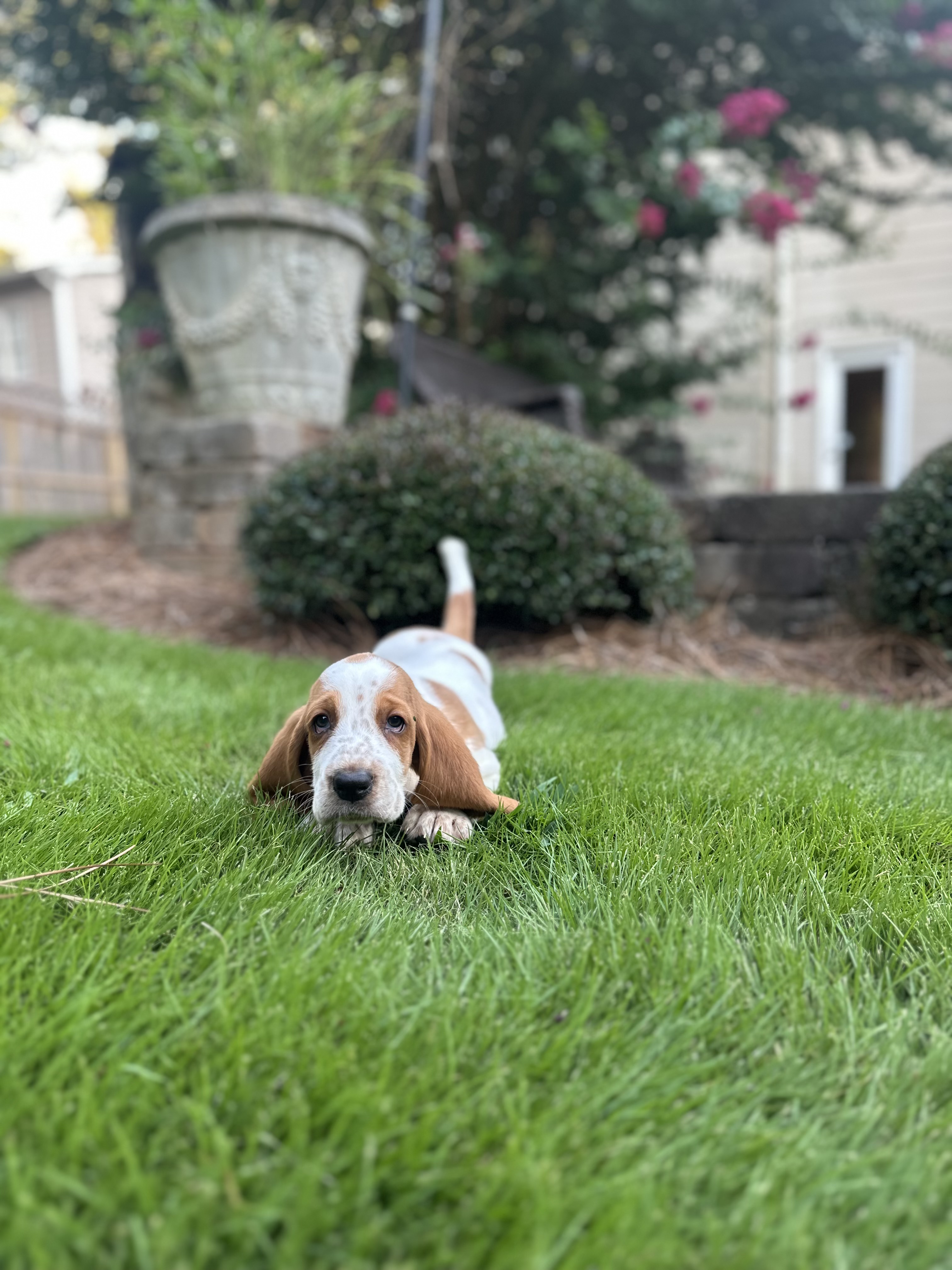 Sniffing out the best coverage for your family!
