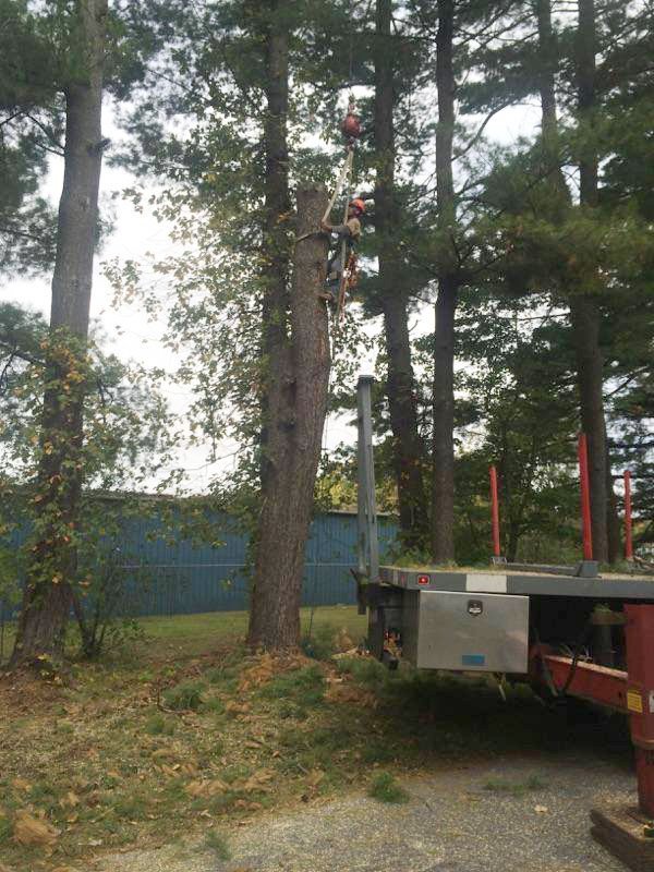 Images Powell Property Maintenance & Tree Service