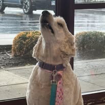 Lux Fur Pet Salon Image