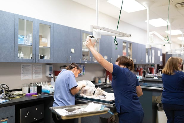 Images VCA Angel Animal Hospital