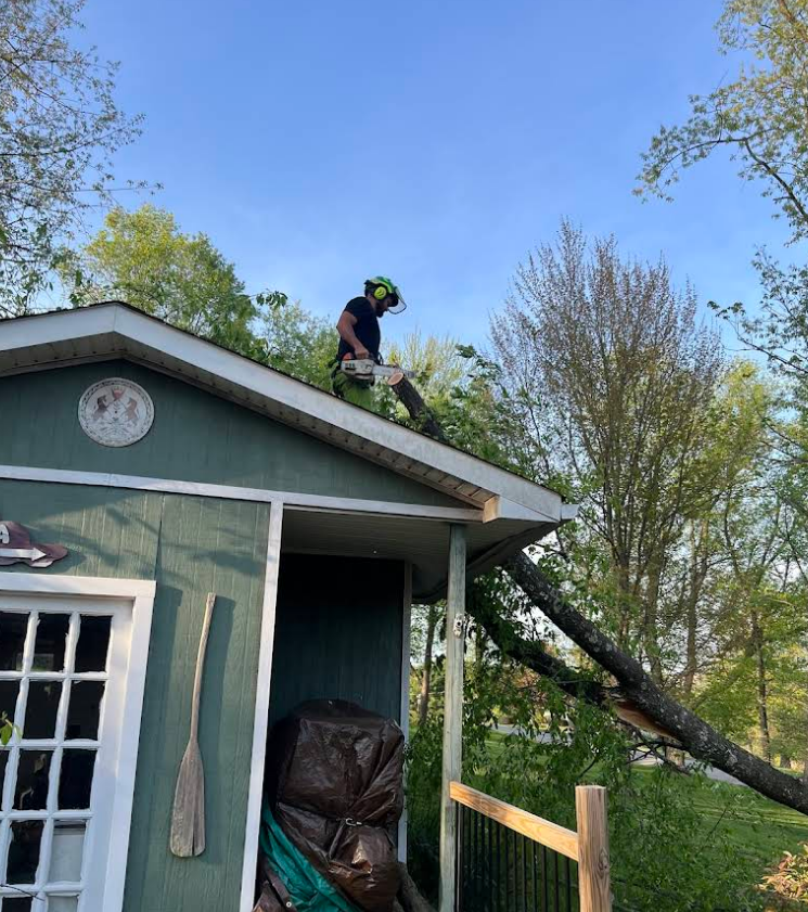 Brunoni's Tree Service Image