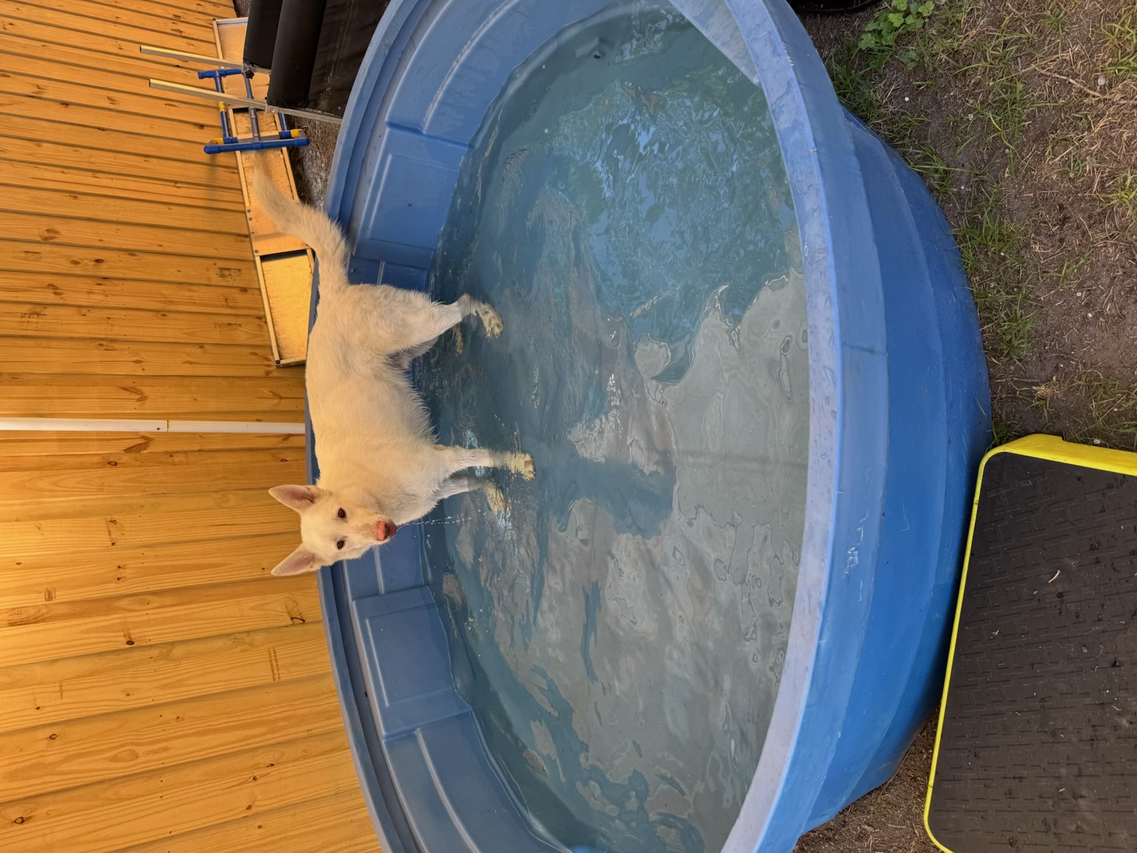 Russell's K9 Academy Image