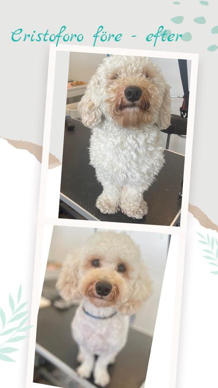 Images 4 Tassarnas Trim AB