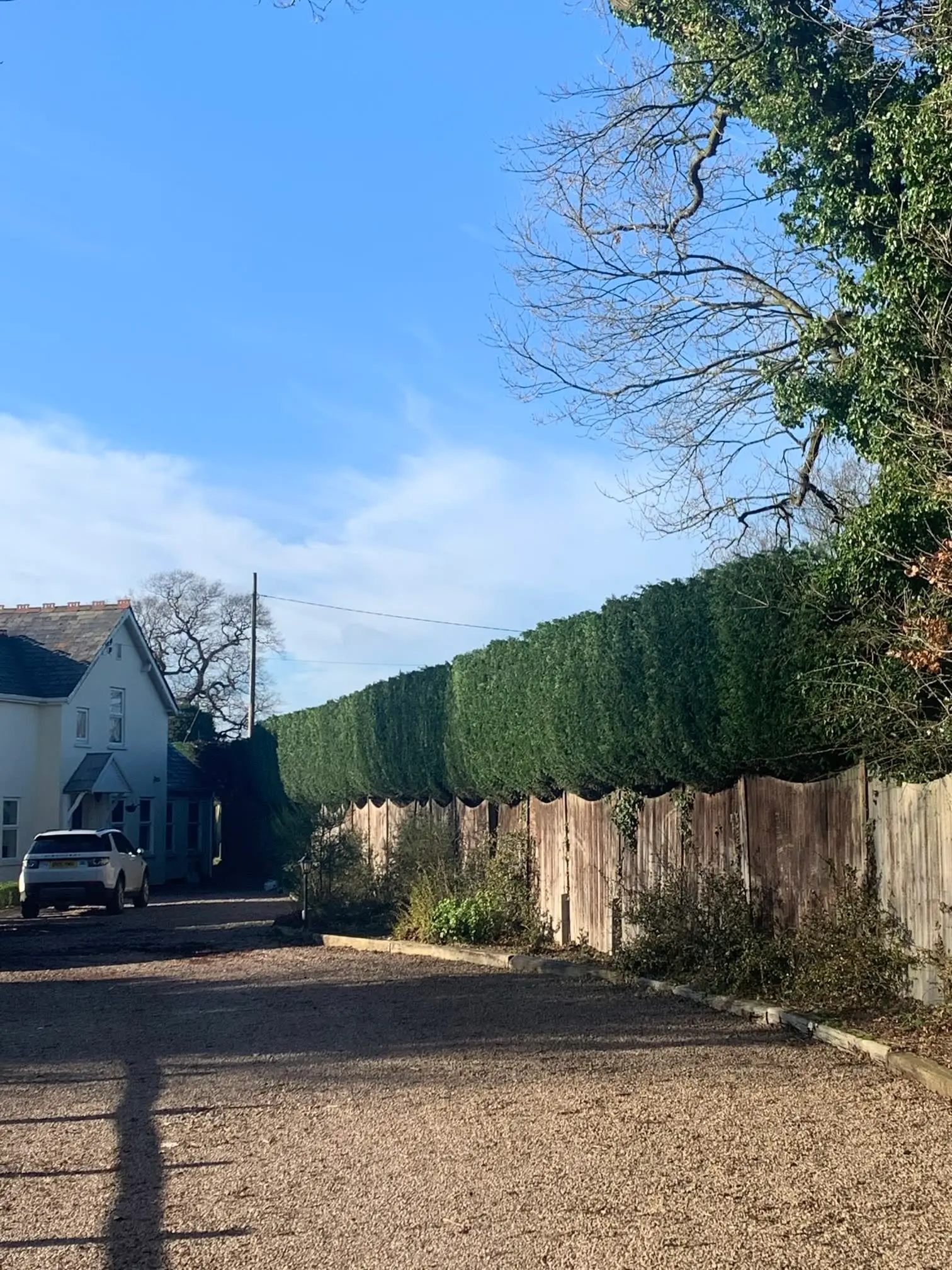 Images Tree Wise Men Warwickshire Ltd