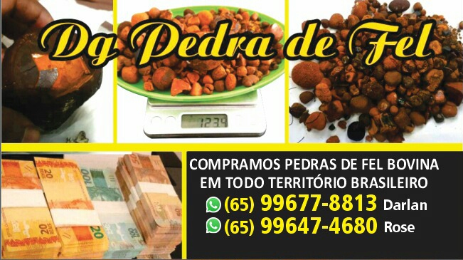 Images Dg pedras de fel bovinos