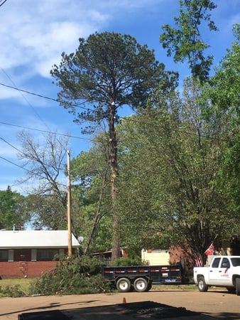 Images Mid State Tree Service