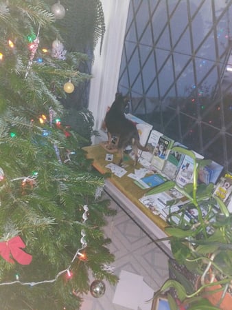 Images Melrose La Brea Animal Hospital