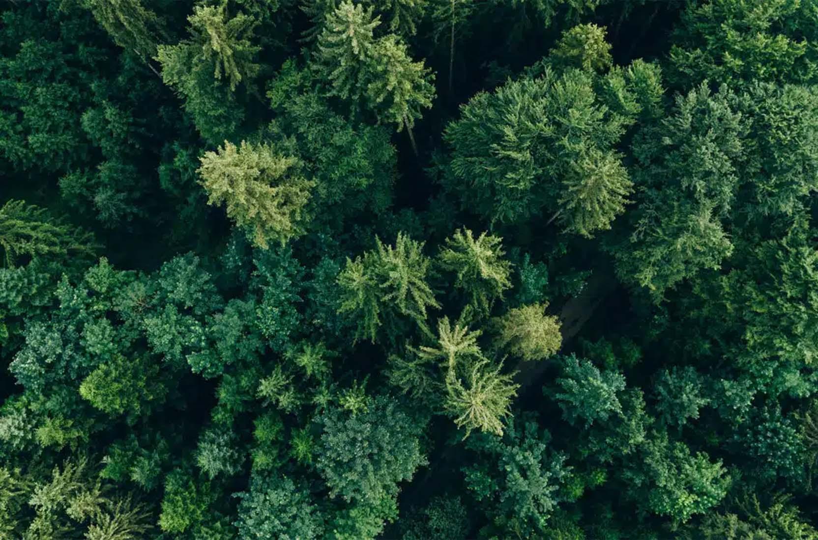 Bild 4 Forest to Future GmbH in Bad Wünnenberg