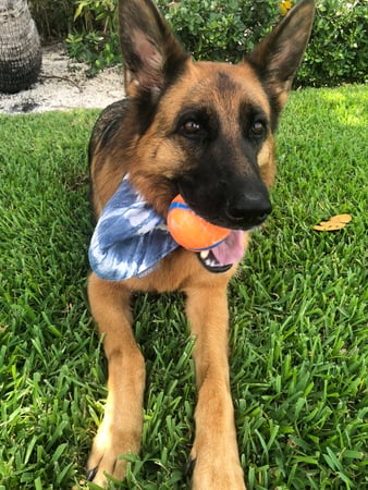 Images Pawfect Pals Miami