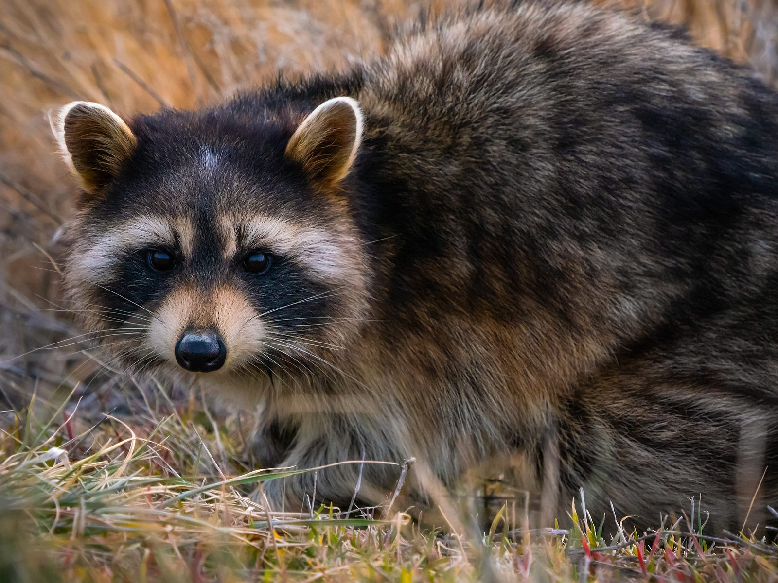 Wildlife Guardian