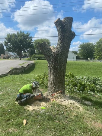 Images Dailey Tree Care