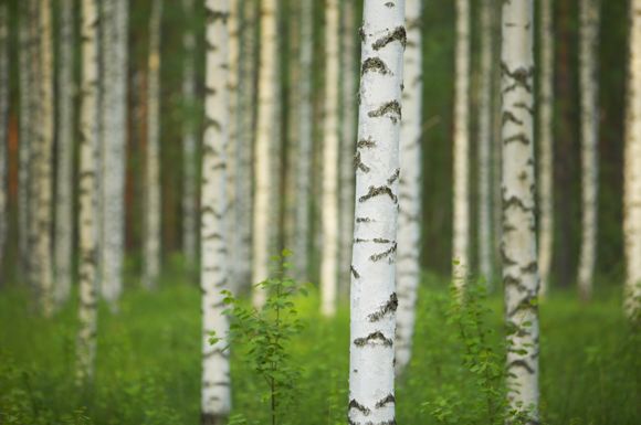 Images Kiinteistöpalvelu Koivu Oy