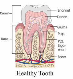 Images Taylor Endodontics