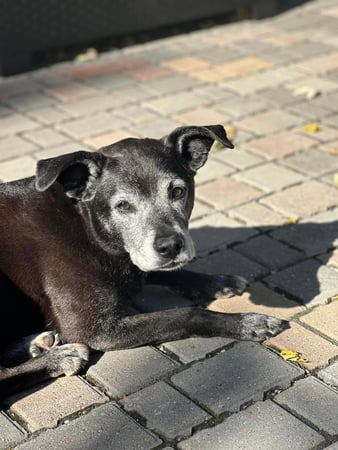 Images Leash and Love LLC