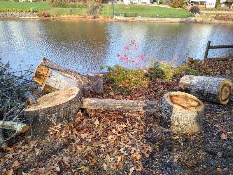 Images Greg's Stump Grinding