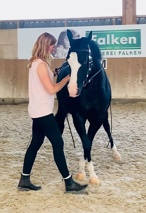 Bilder dm riding Pferdetraining