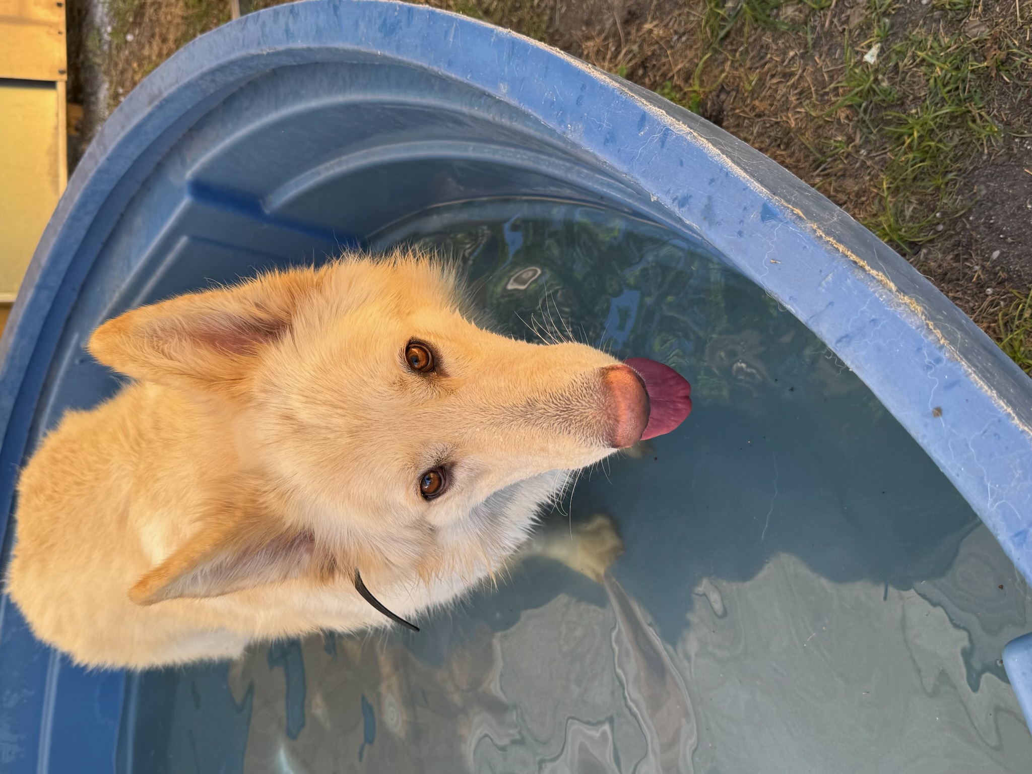 Russell's K9 Academy Image