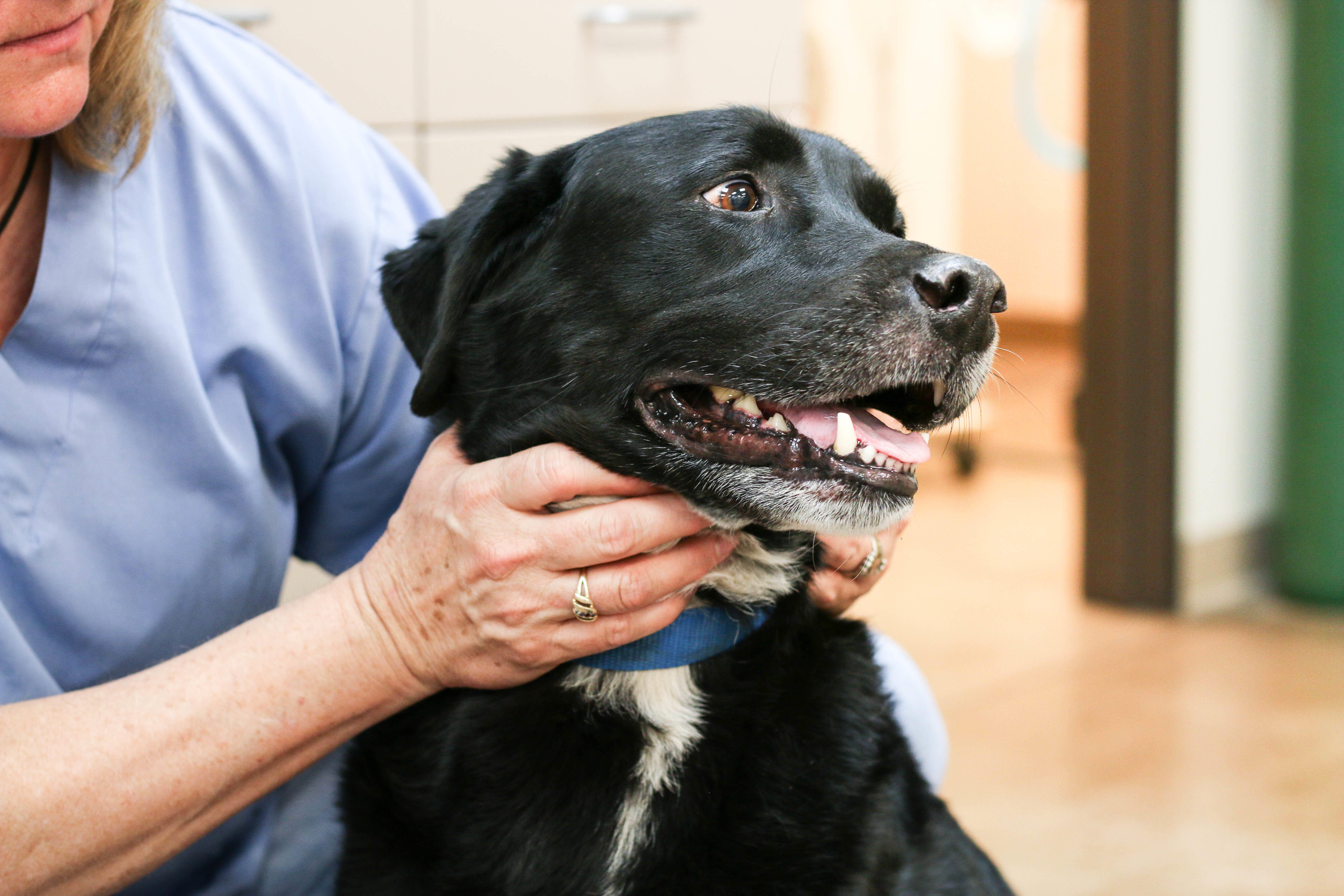 At Fourmile Veterinary Clinic, we believe every pet deserves to get the quality attention and medical care that will provide them with a long and comfortable life with you and your family.