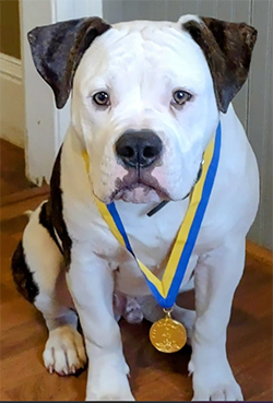 Images Stephanies Dog Training
