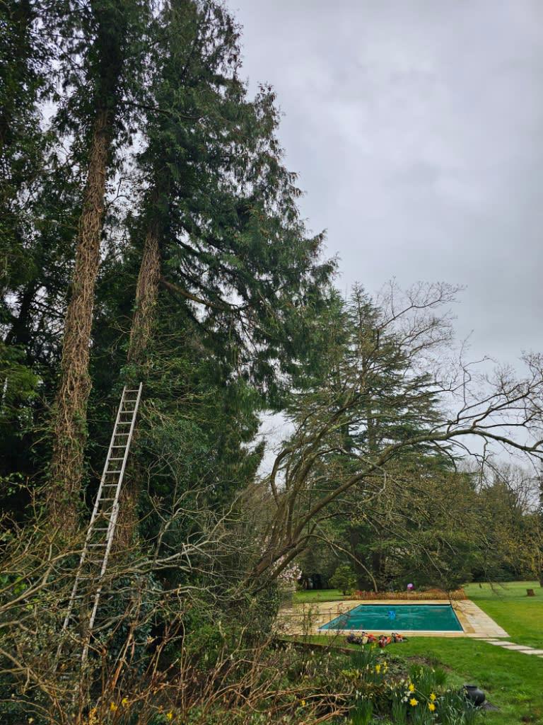 Images Lee's Tree Services