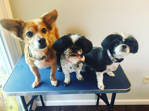 Images Pet, Rinse, Repeat Grooming, Mobile, Salon & Boarding