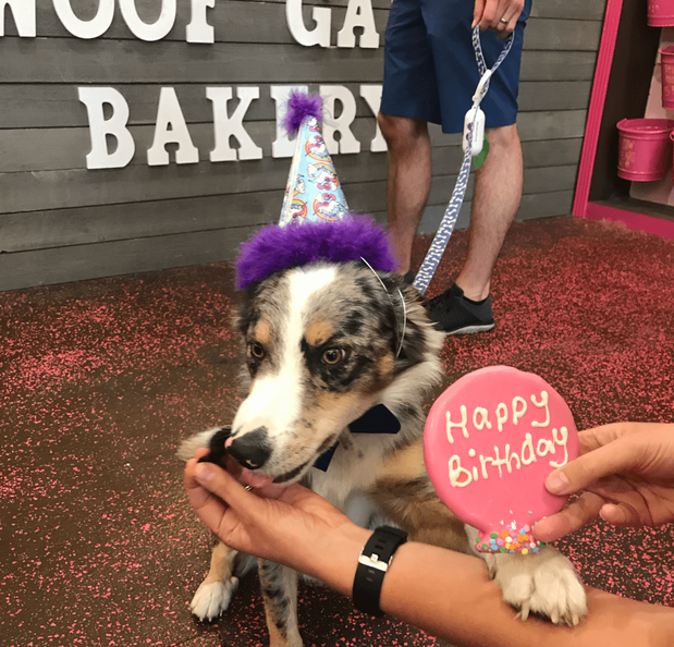 Images Woof Gang Bakery & Grooming Dunedin