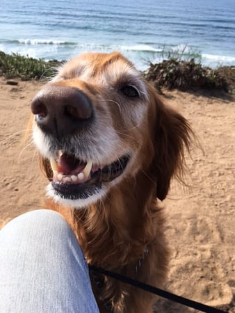 Images Del Mar Doggers dog walking, dog sitting, overnight stays