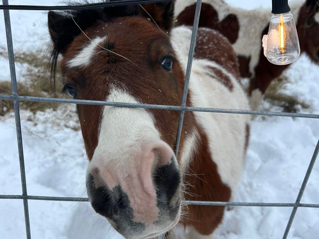 Adventure Acres Image