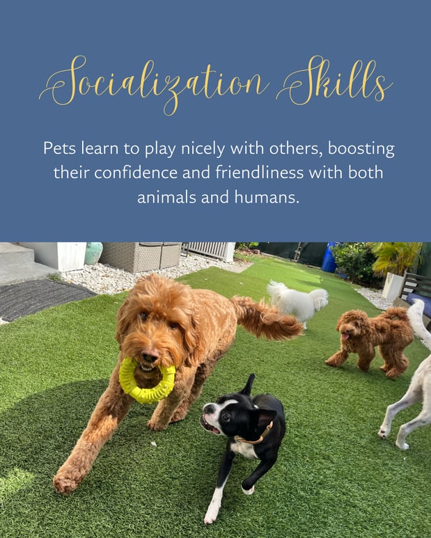 Images Pawfect Pals Miami