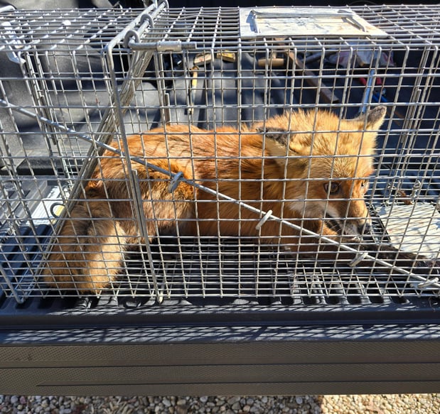 Images Lewis Pest Control & Wildlife Removal