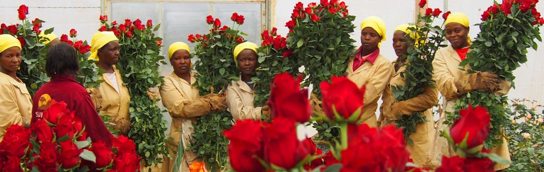 Sunland Roses, Lindenstrasse 20 in Kloten