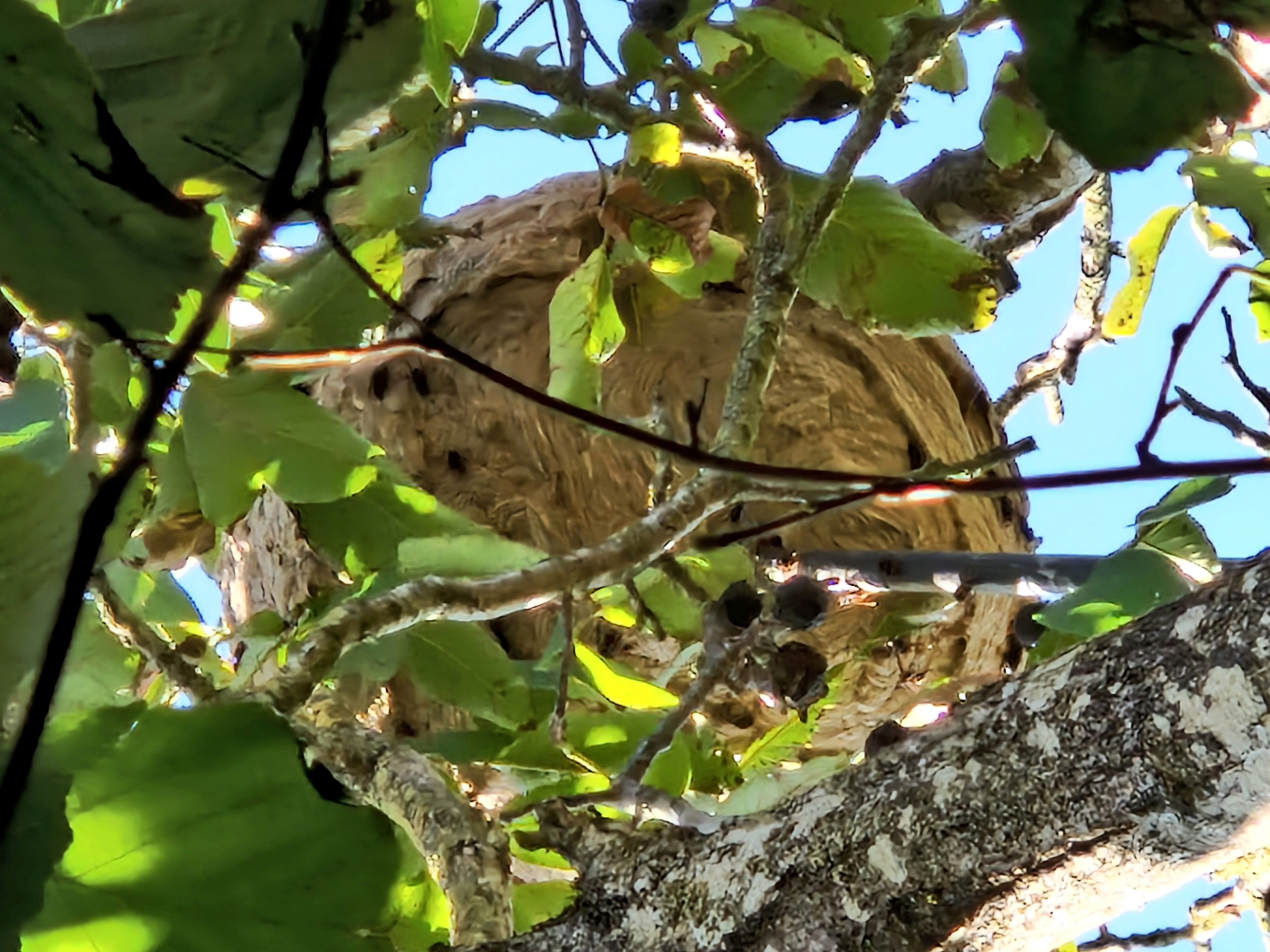 Nid de frelons asiatique à Royan Nid de frelons asiatique à Royan