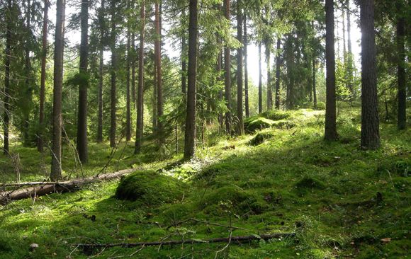 Images Metsätyö Muhonen Oy