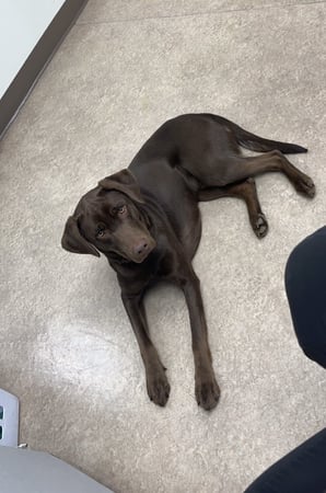Images VCA Hawthorn Animal Hospital