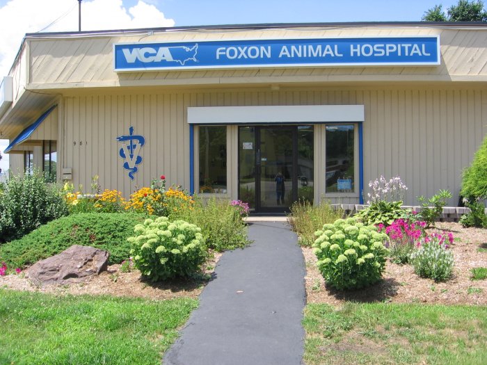 Pet Animal Hospital Near Me - The Best Animal Hospital Near Me Debut