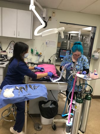 Images VCA Hawthorn Animal Hospital