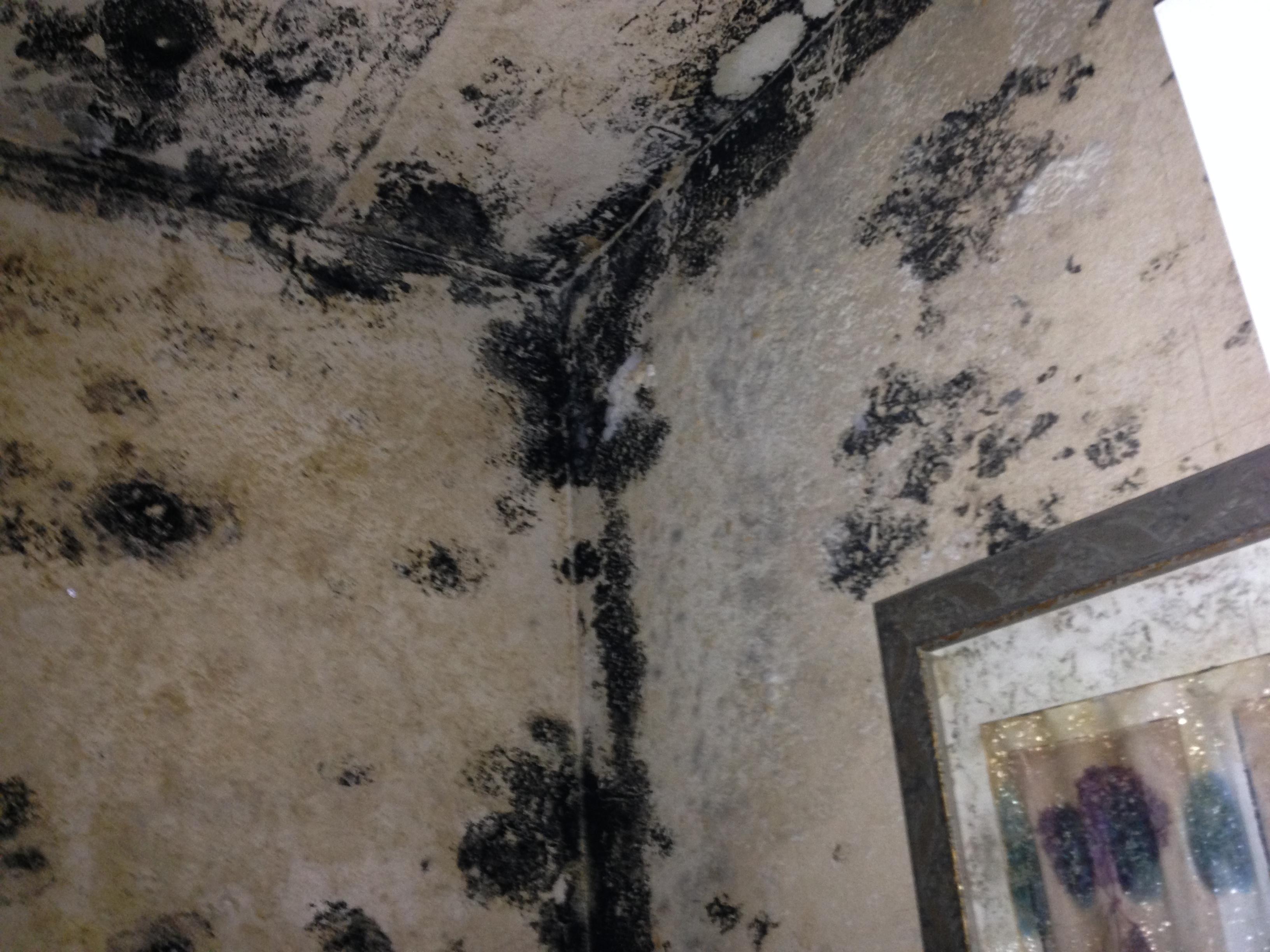 Mold Remedies