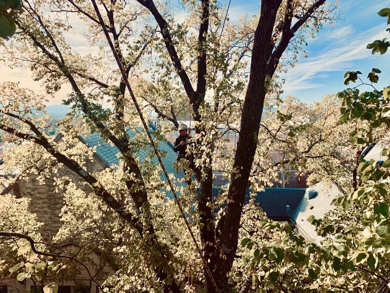 Grizzlybear Arborcare