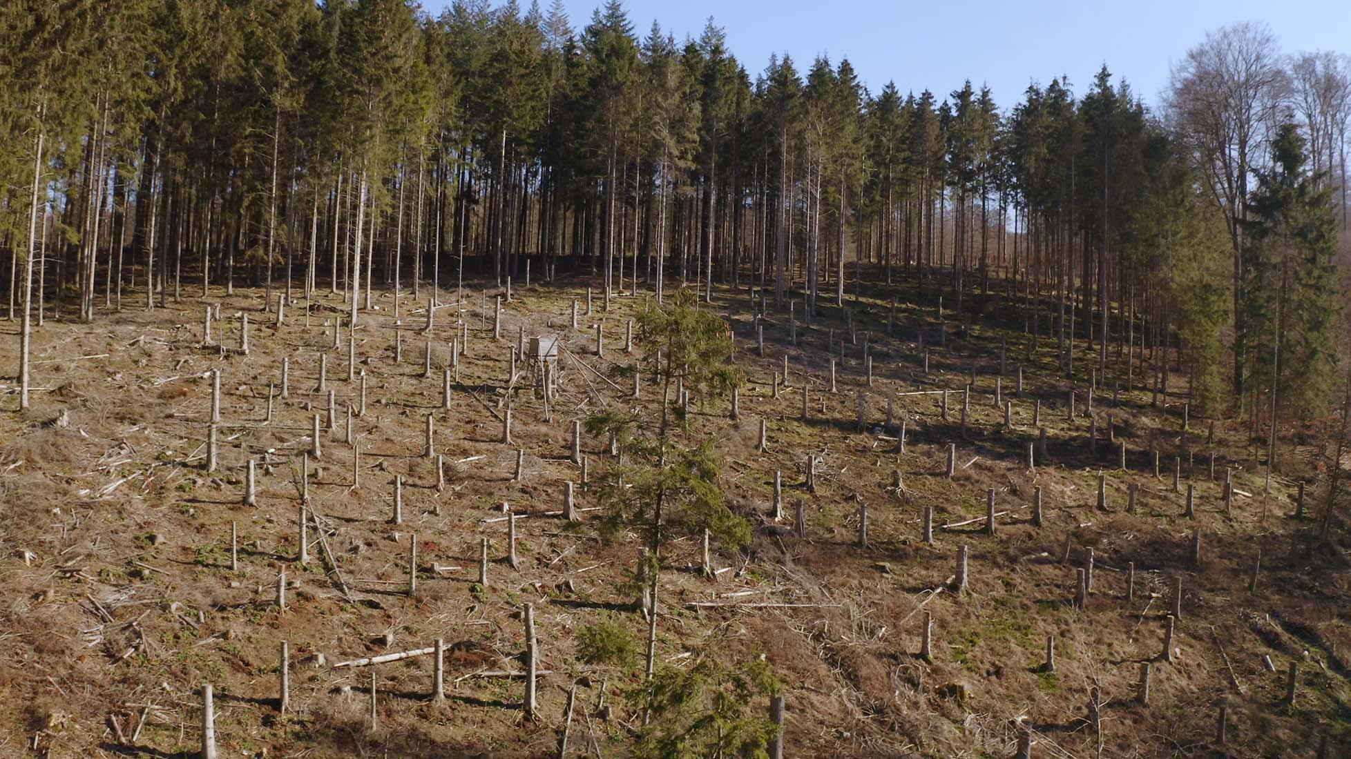 Bild 7 Forest to Future GmbH in Bad Wünnenberg