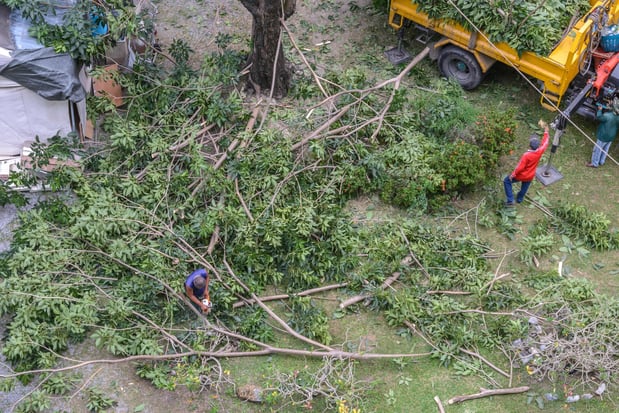 Images Top Notch Tree Services Inc