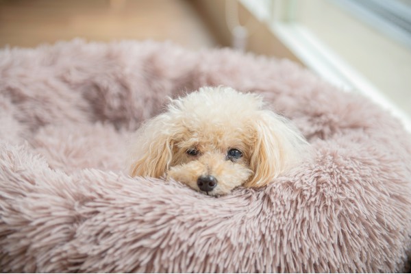 Images DogSalon Rwan