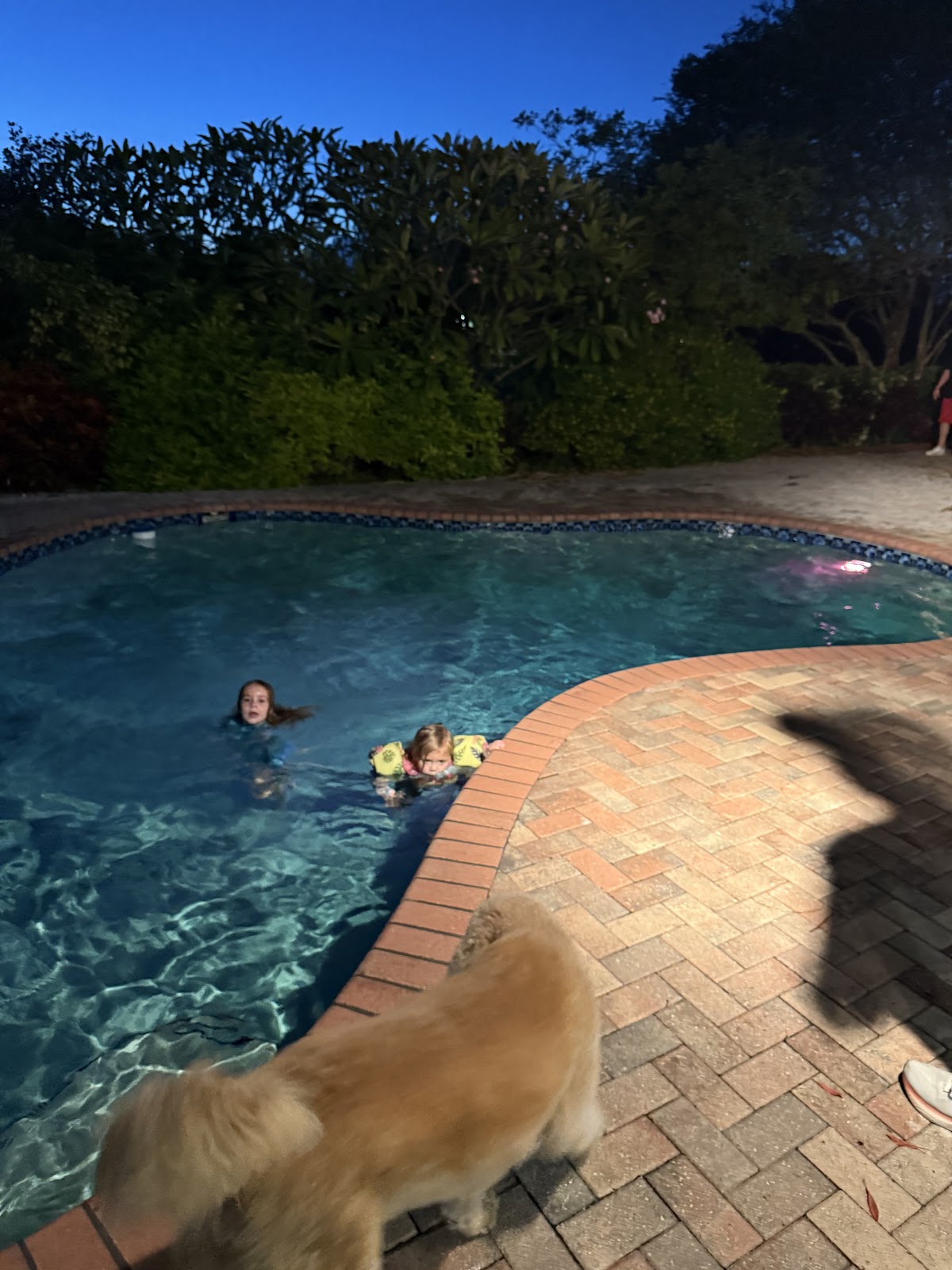 Residential swimming pool at dusk with swimmers in the water, brick paver decking, and a dog standing near the pool edge.